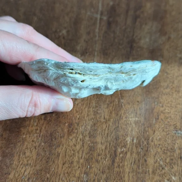 Decorative Shells - Picture 8 of 9